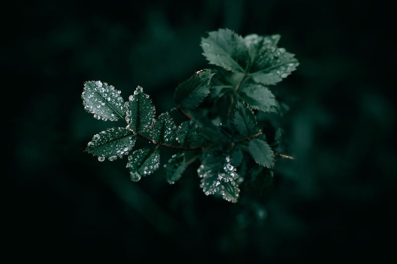 Fairy Lights