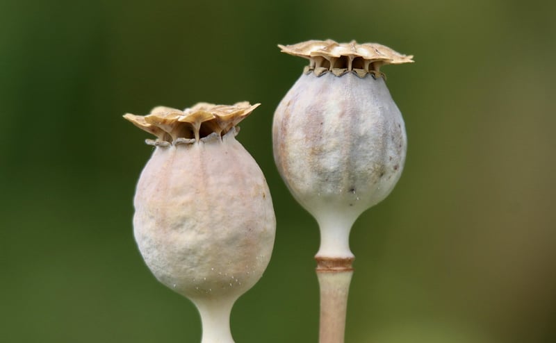 Seed Packets
